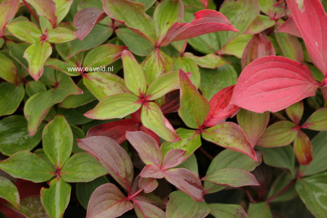 Cornus canadensis