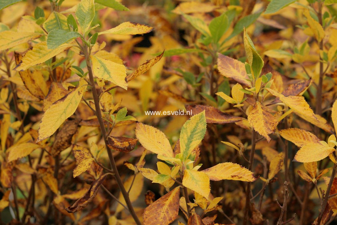 Clethra alnifolia 'Hummingbird'