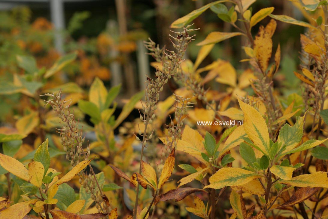 Clethra alnifolia 'Hummingbird'