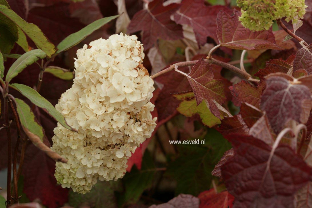 Hydrangea quercifolia 'Back Porch'