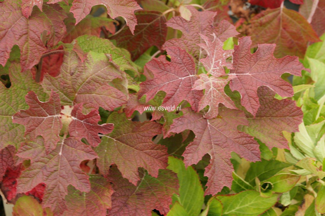 Hydrangea quercifolia 'Applause'