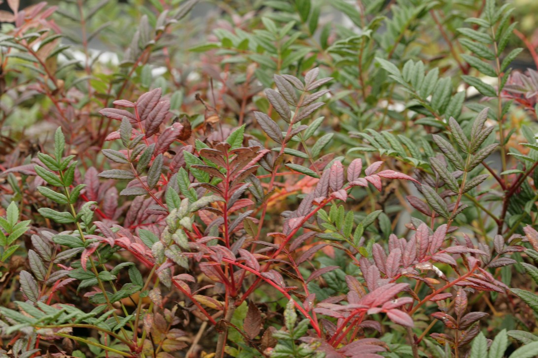 Sorbus reducta