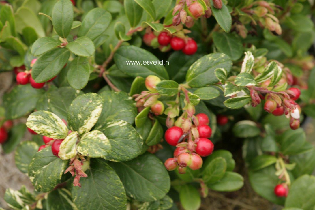 Vaccinium vitis-idaea 'Silver Spot'