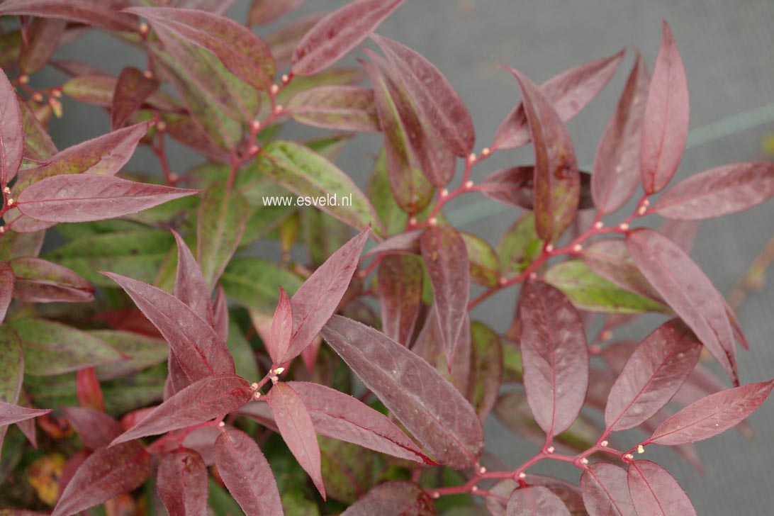 Leucothoe keiskei 'Royal Ruby'