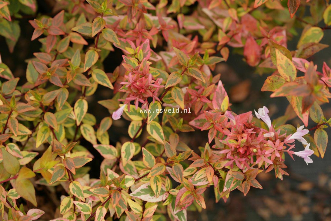 Abelia grandiflora 'Kaleidoscope'