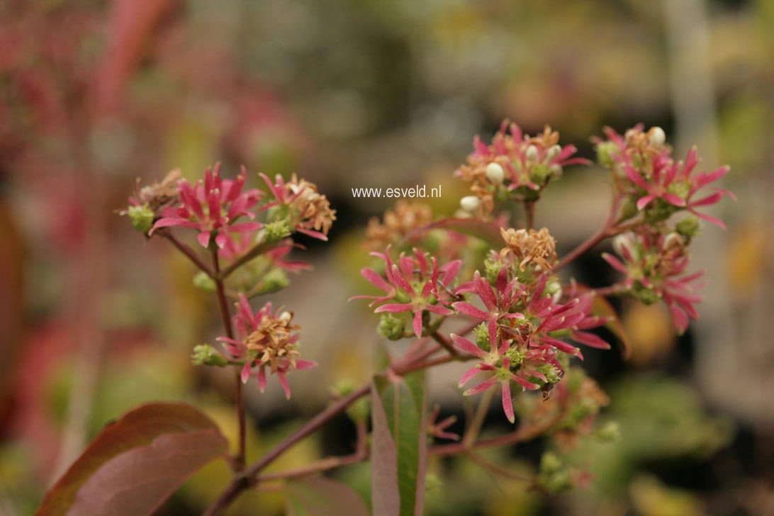 Heptacodium miconioides