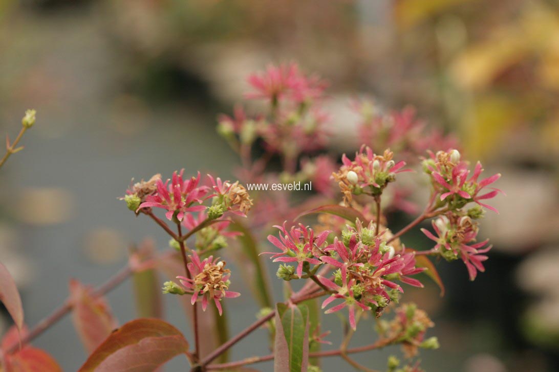 Heptacodium miconioides