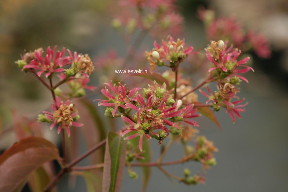 Heptacodium miconioides