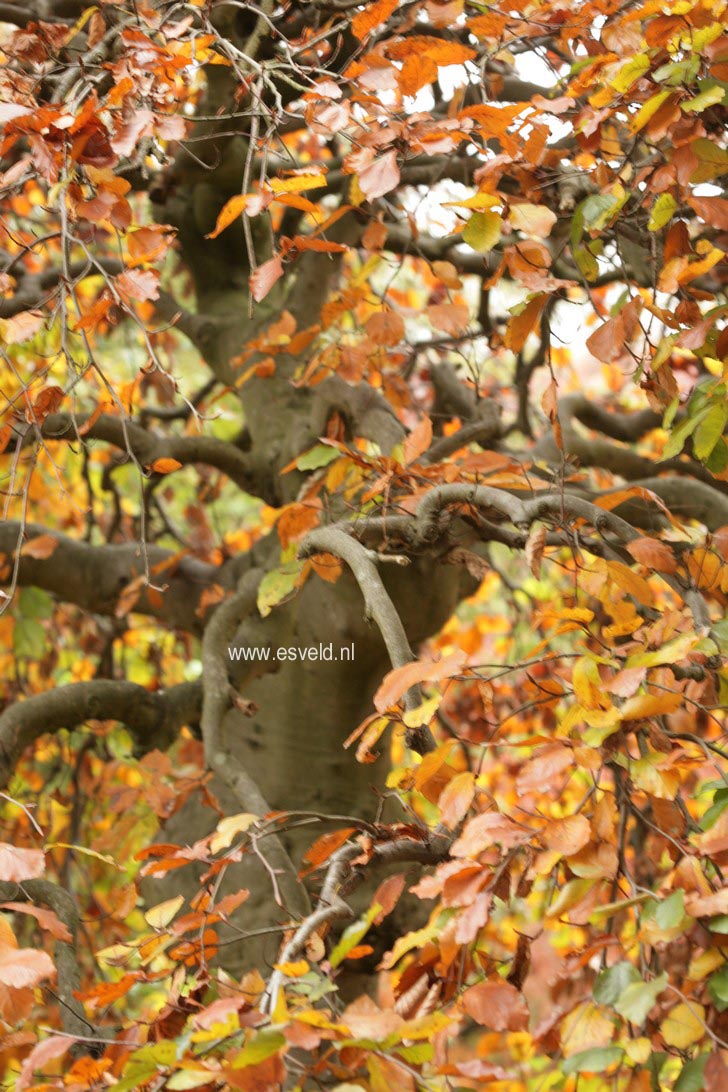 Fagus sylvatica 'Purpurea Pendula'