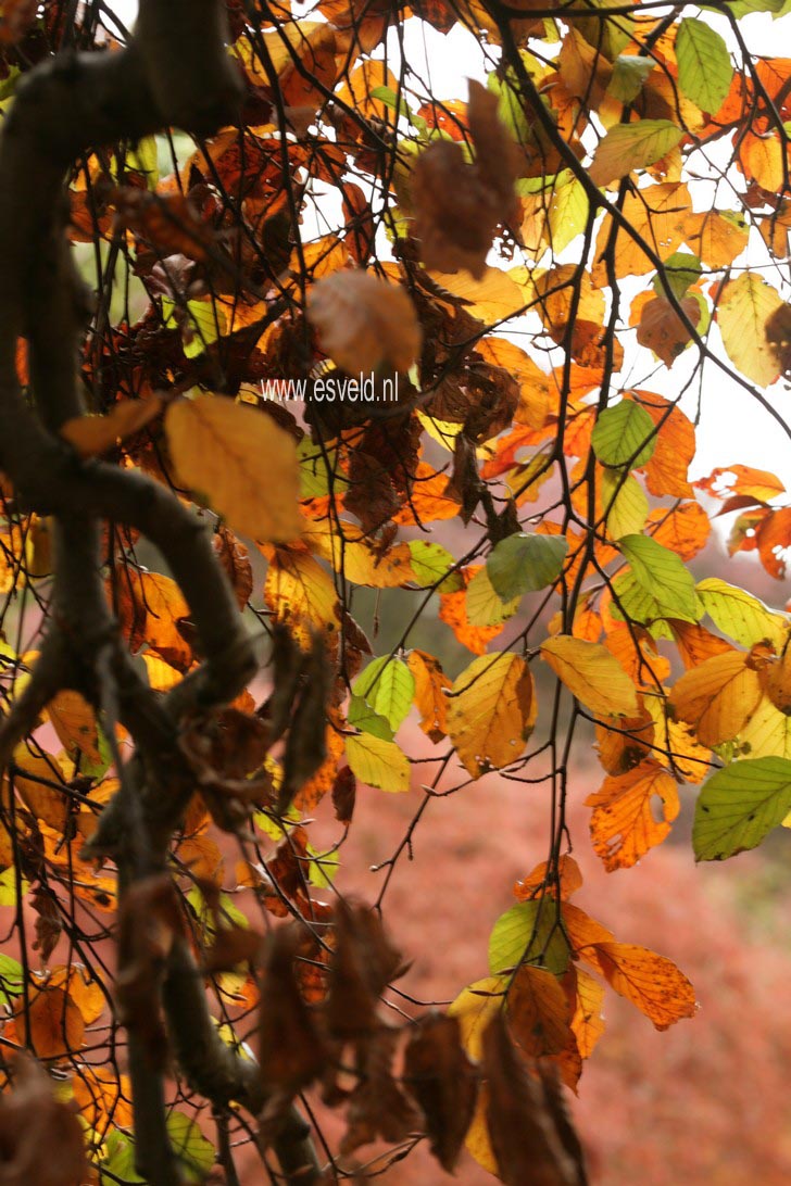 Fagus sylvatica 'Purpurea Pendula'