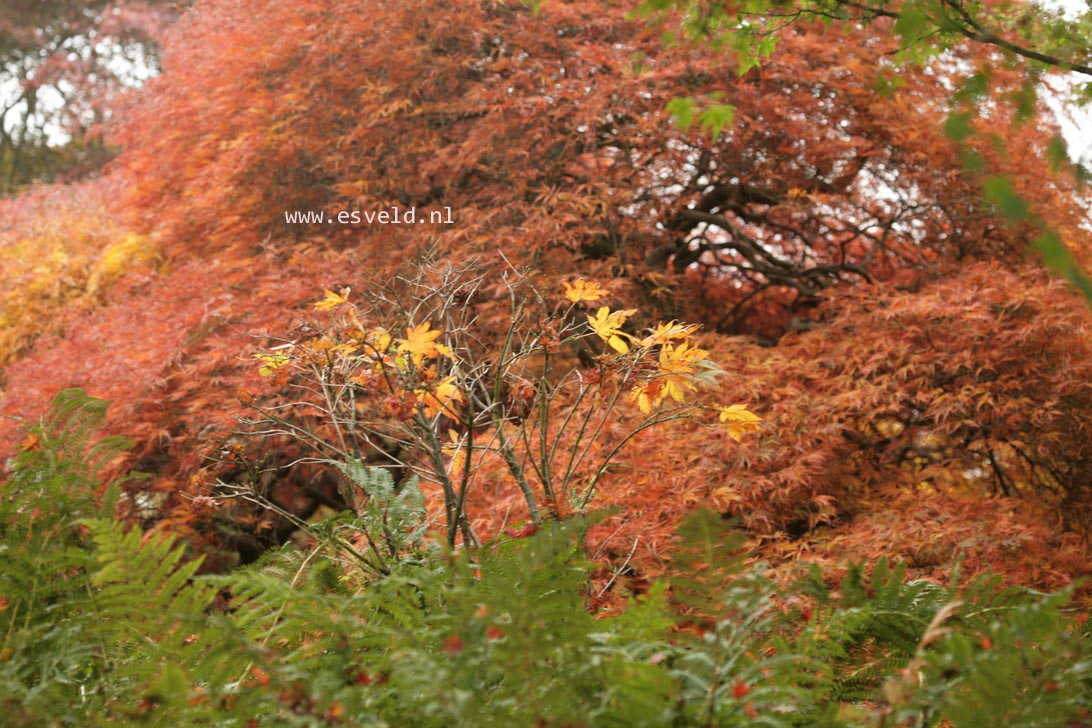 Acer palmatum 'Ornatum'