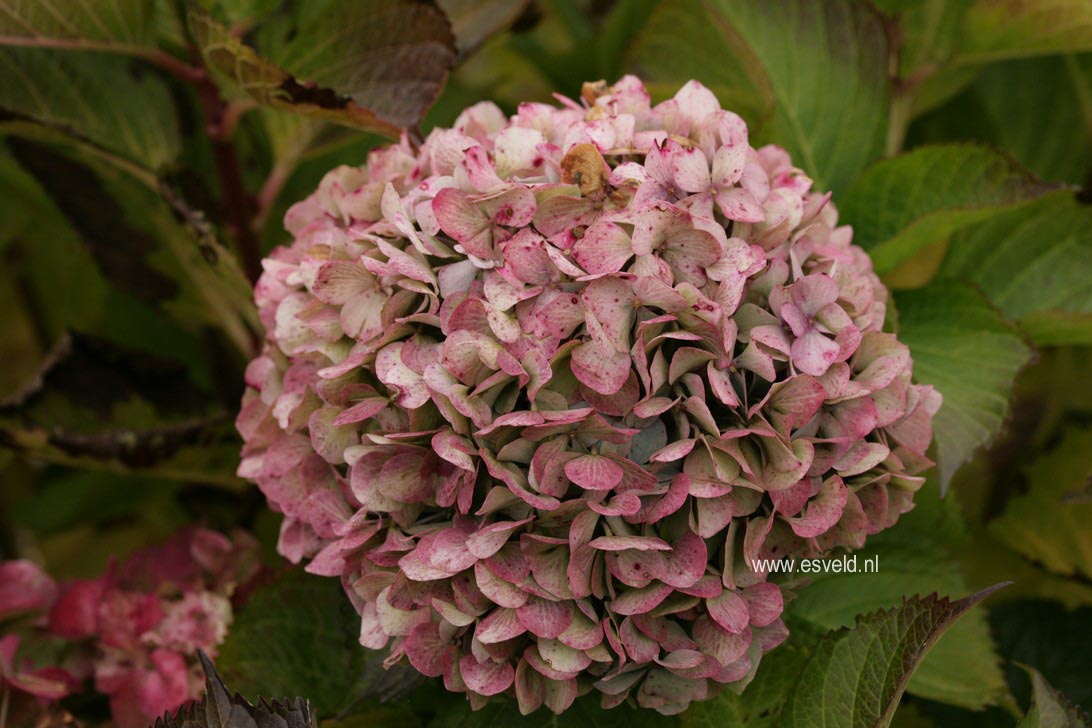 Hydrangea macrophylla 'Alpengluehn'