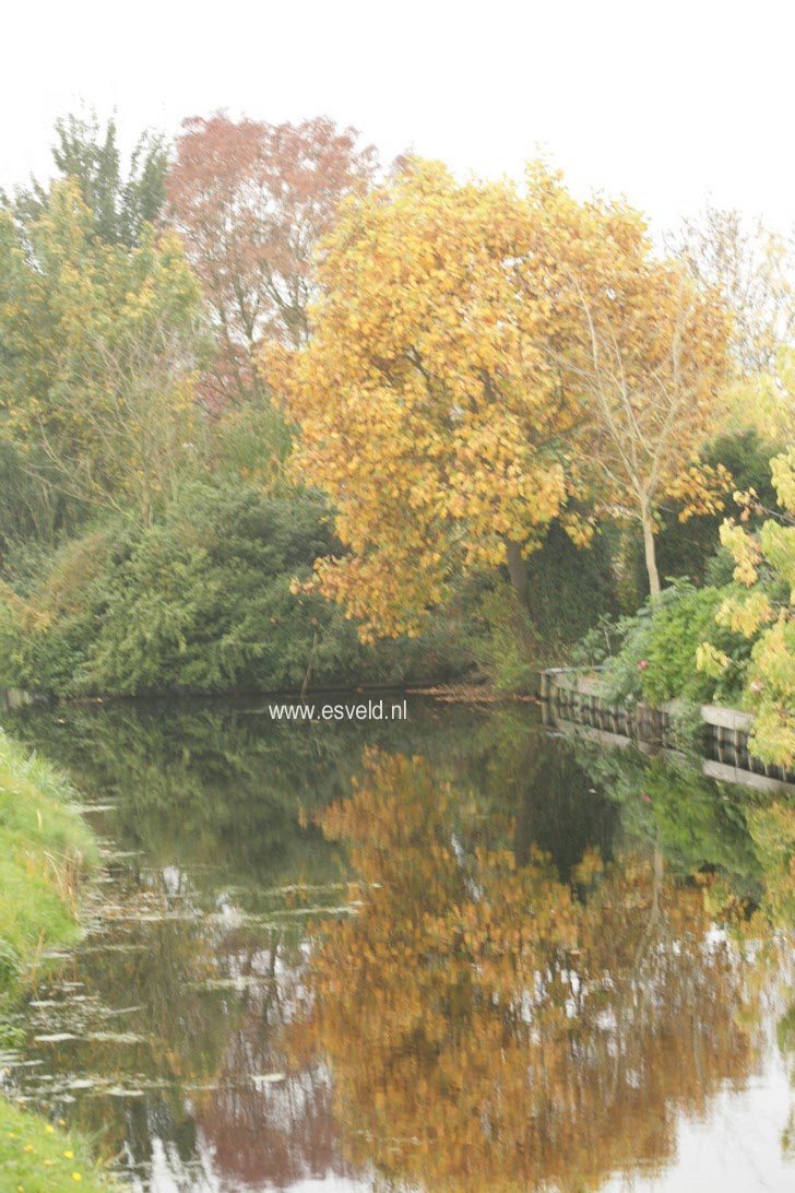 Liriodendron tulipifera 'Glen Gold'