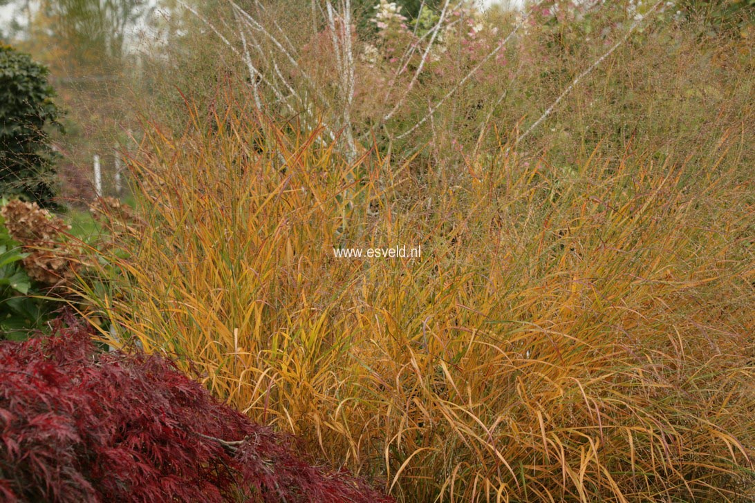 Panicum virgatum 'Shenandoah'