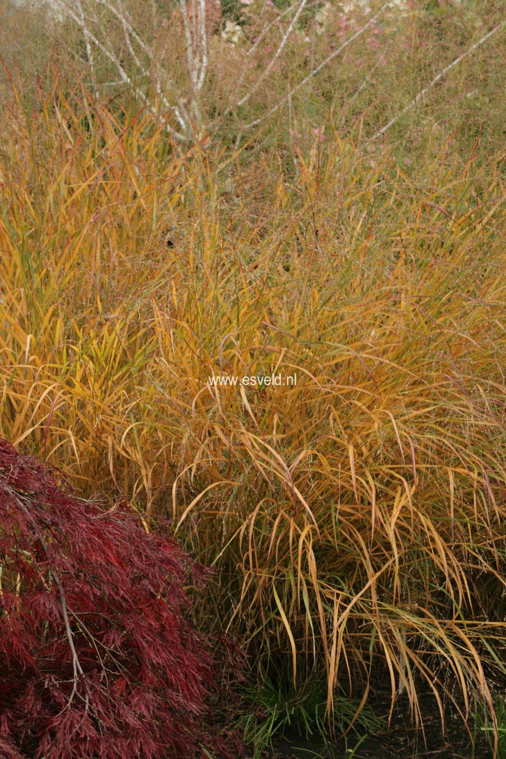 Panicum virgatum 'Shenandoah'