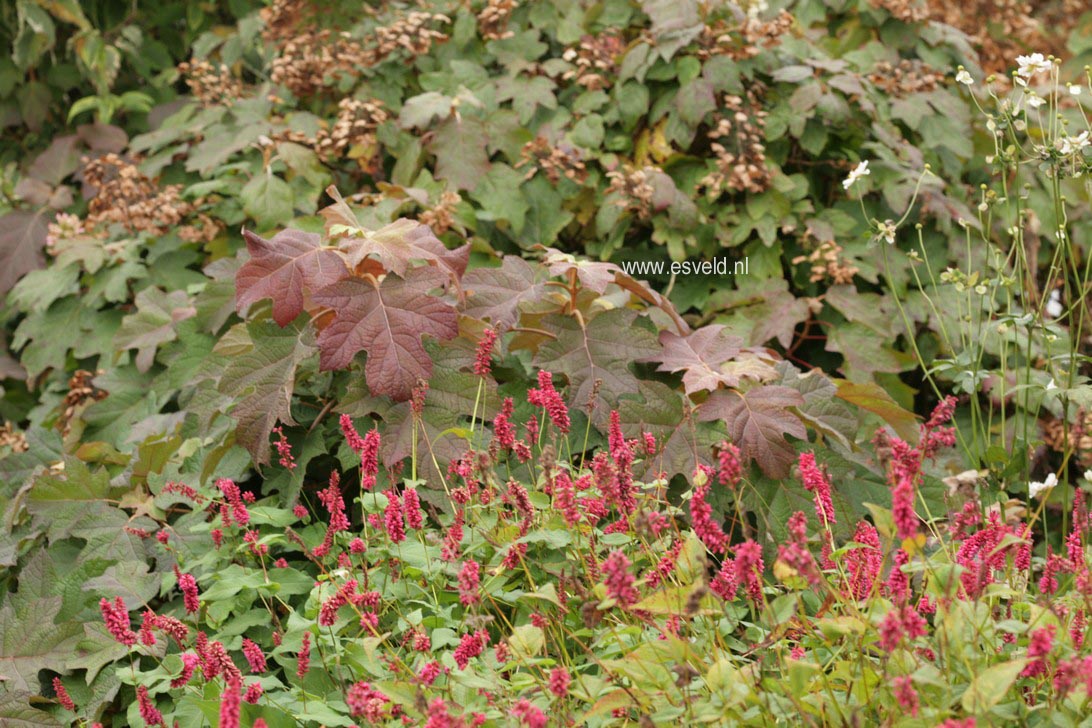 Persicaria amplexicaulis 'Inverleith'