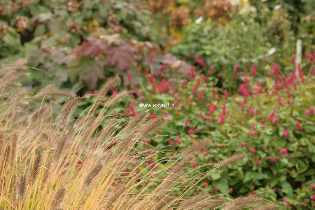 Persicaria amplexicaulis 'Inverleith'