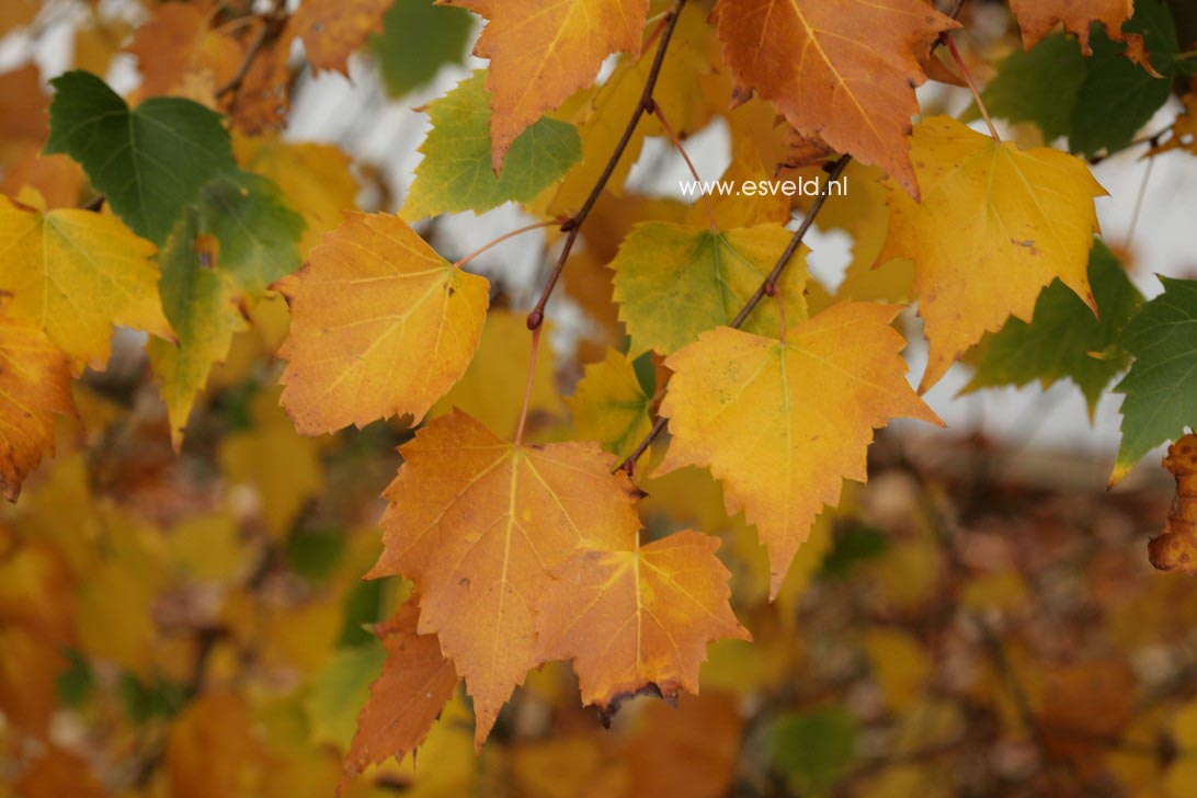 Tilia mongolica