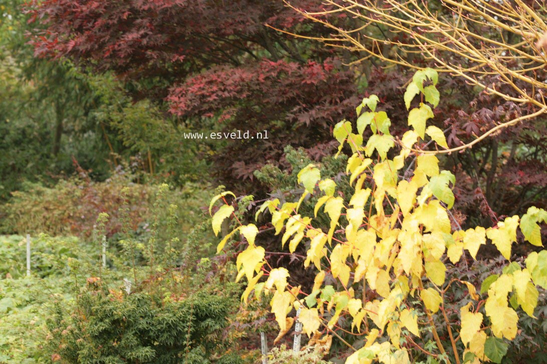 Acer conspicuum 'Phoenix'