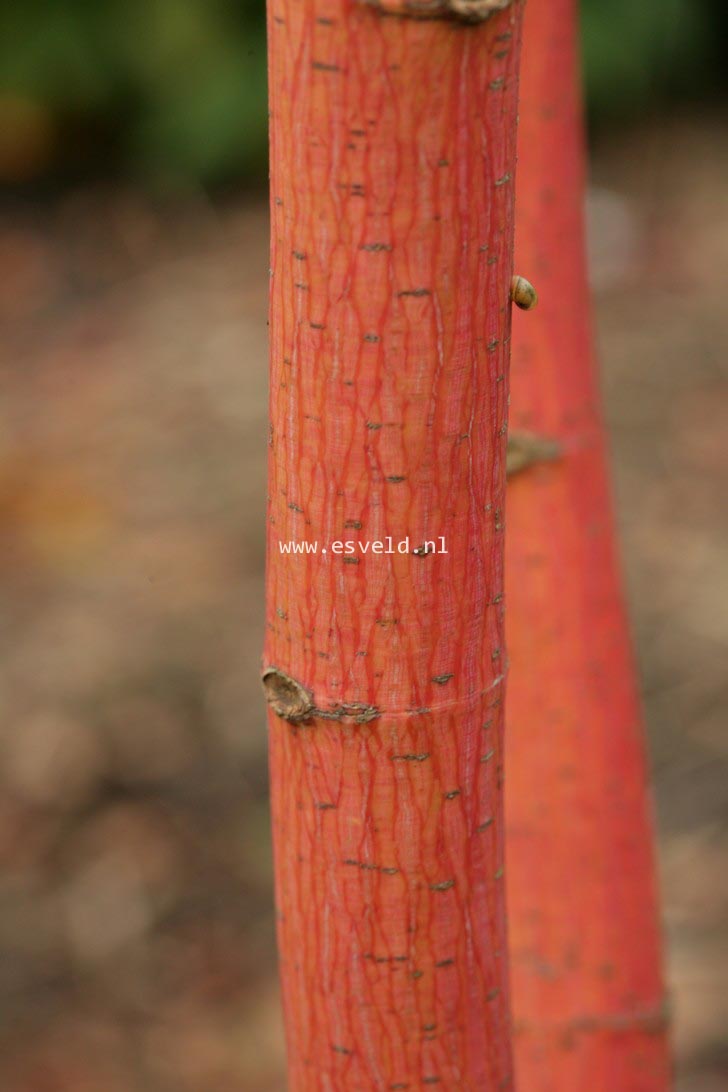 Acer conspicuum 'Phoenix'