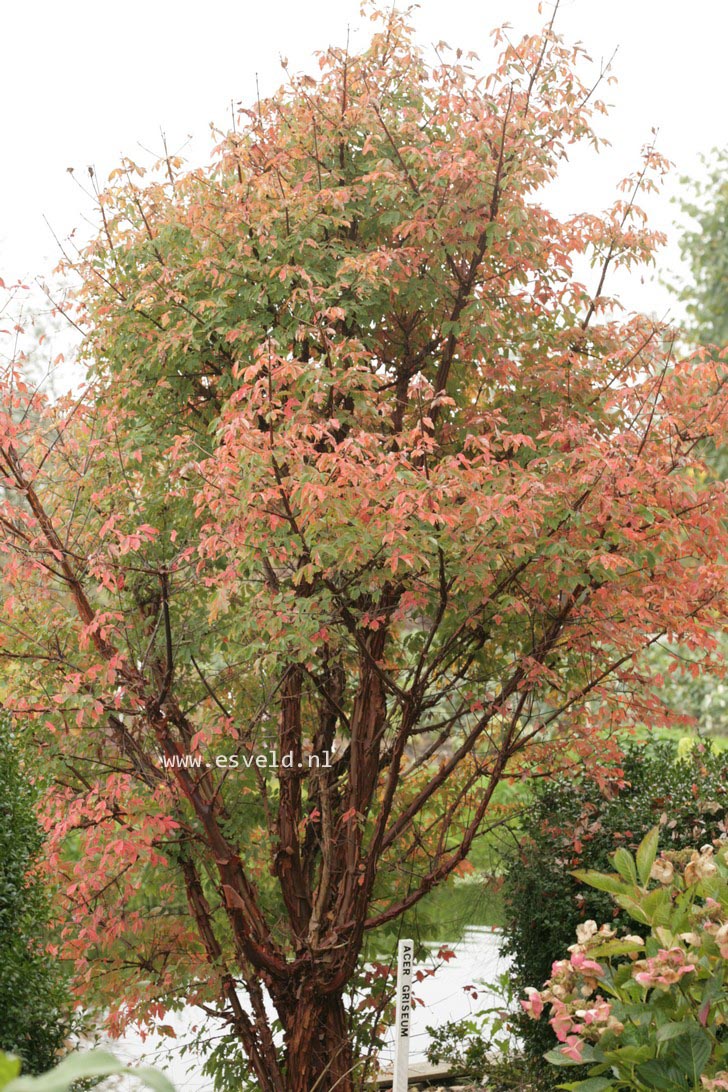 Acer griseum