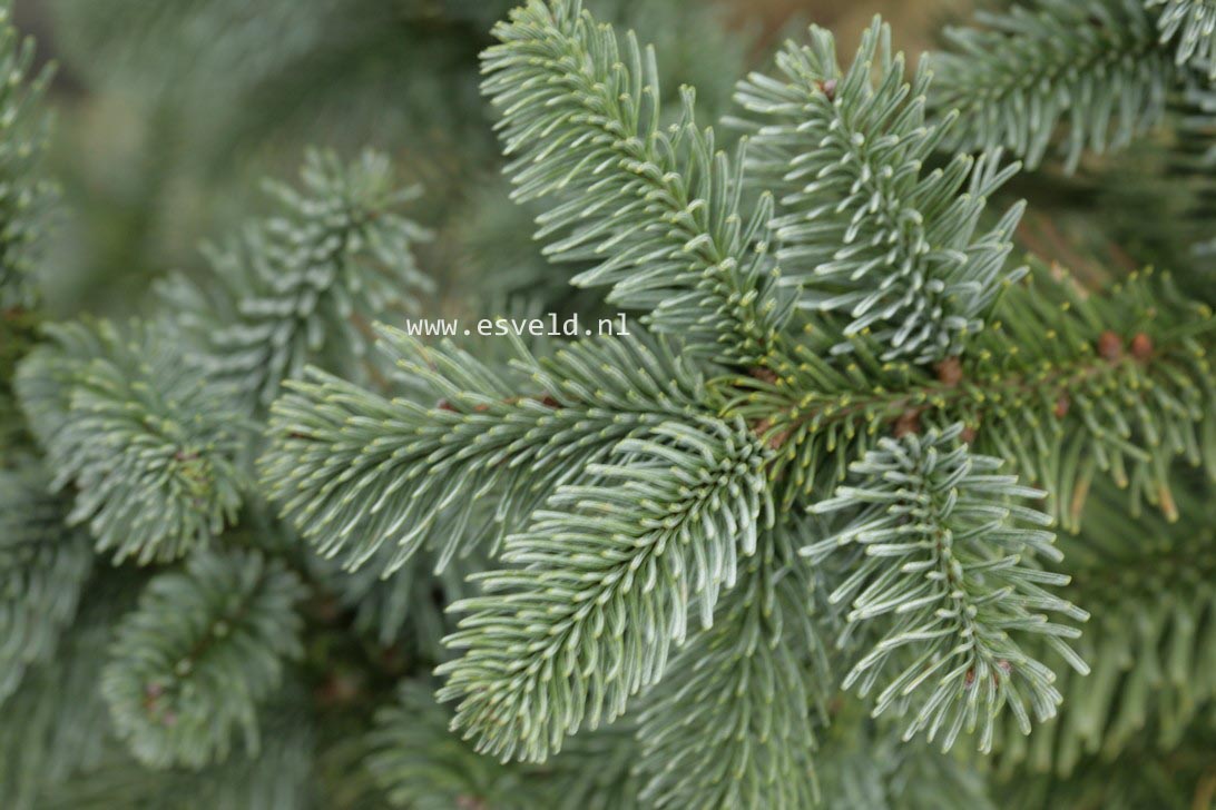 Abies procera 'Bizarro'