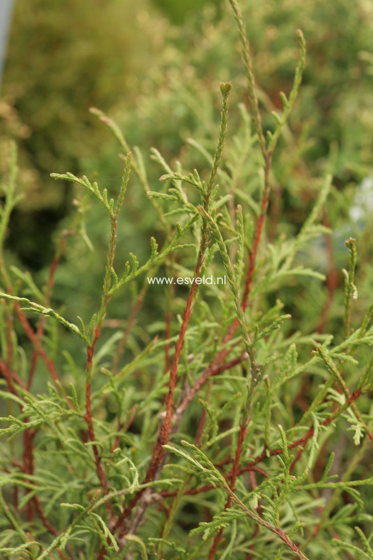 Thuja occidentalis 'Ohlendorffii'