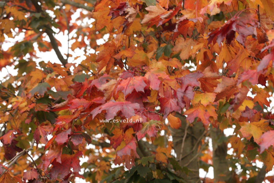 Acer platanoides 'Crimson King'