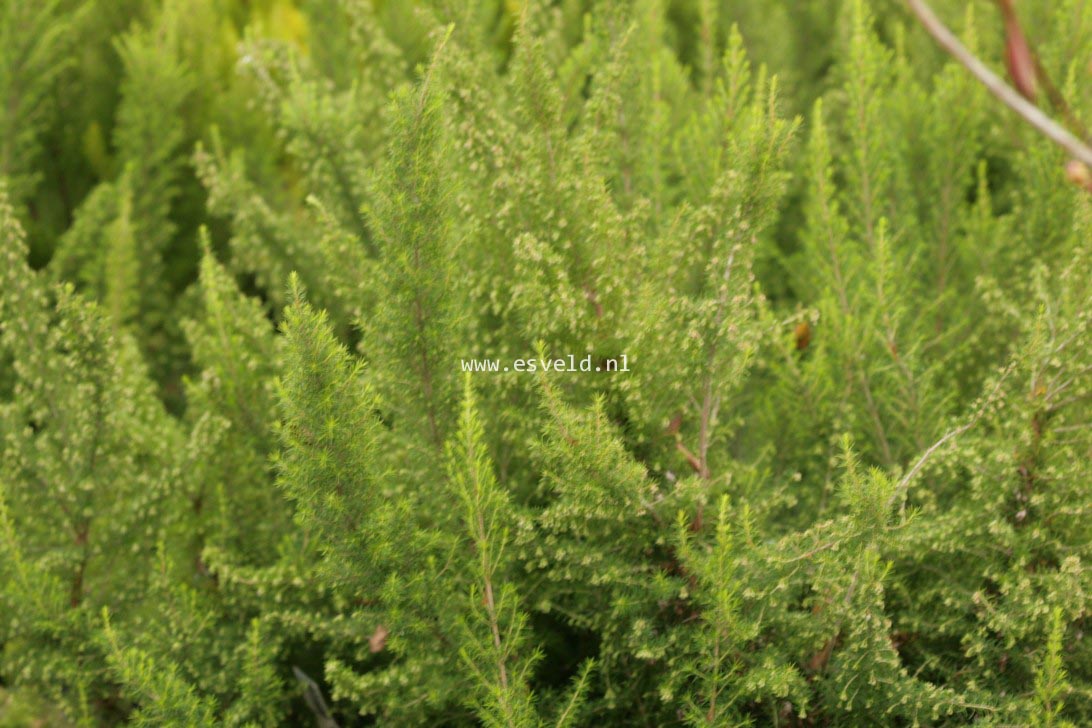 Plantentuin Esveld