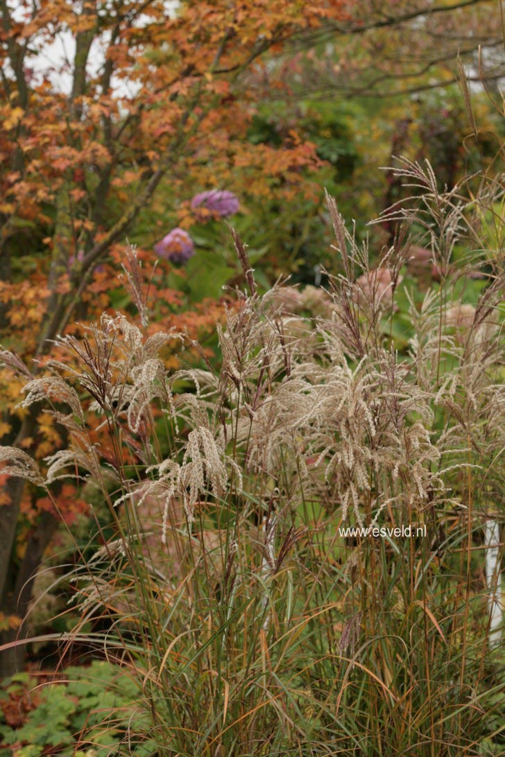 Miscanthus sinensis 'Ferner Osten'