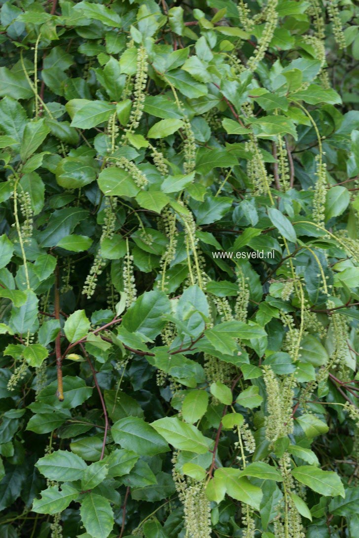 Itea ilicifolia