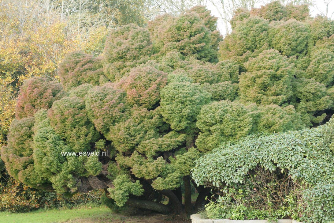 Cryptomeria japonica 'Elegans'