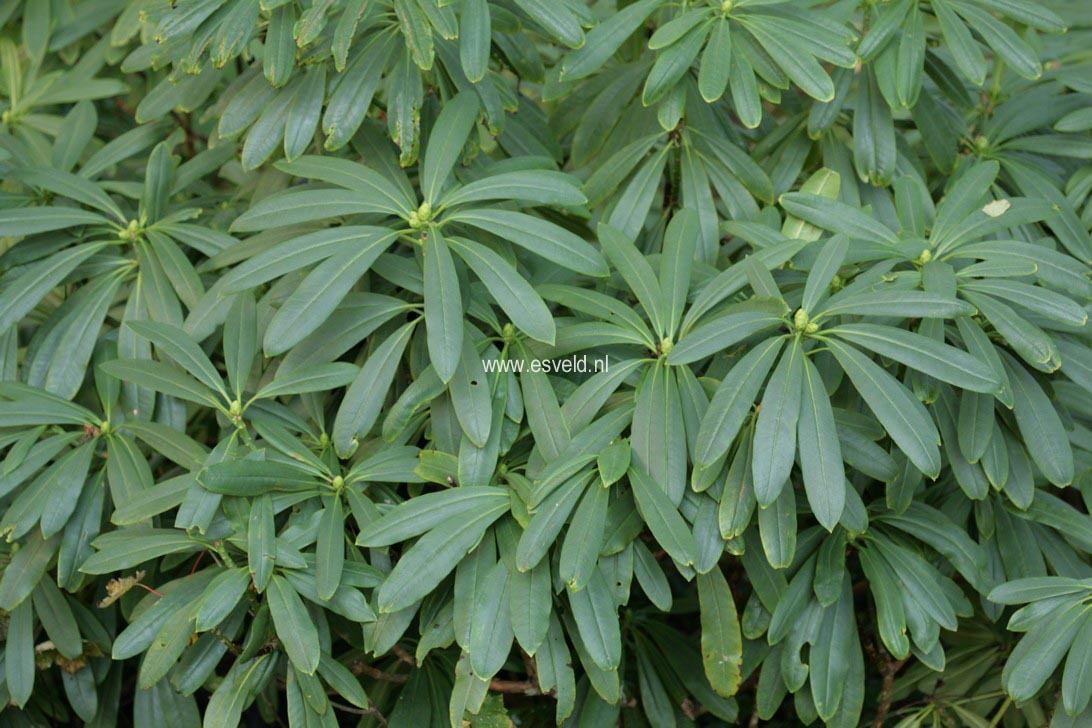 Rhododendron sutchuenense