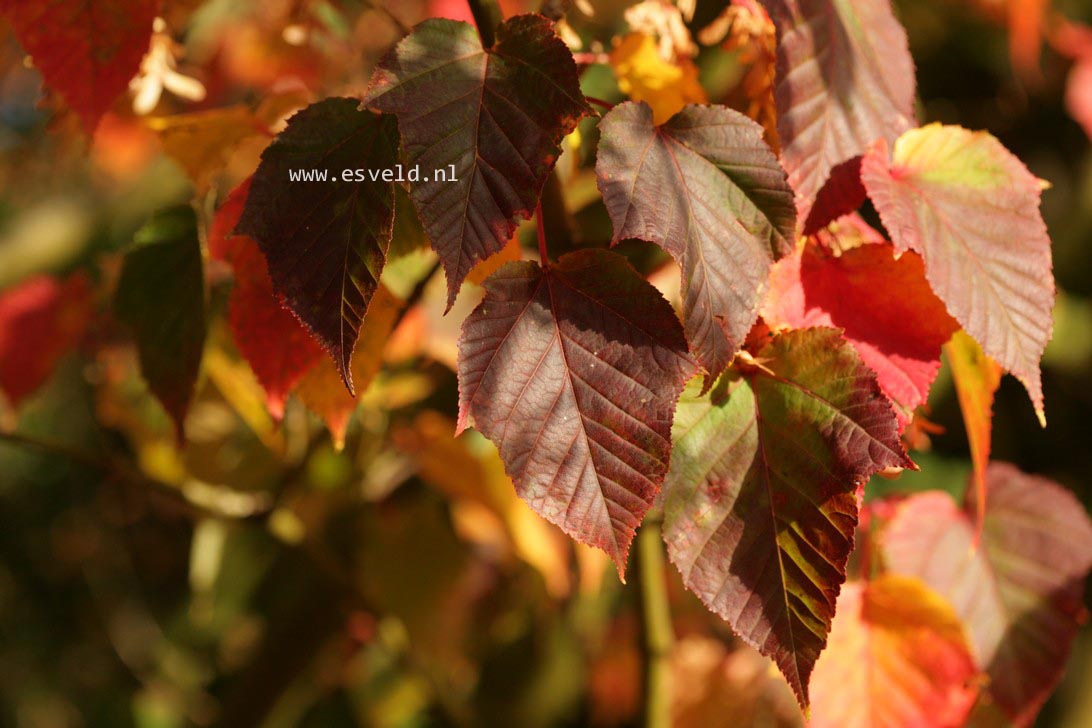 Acer morifolium