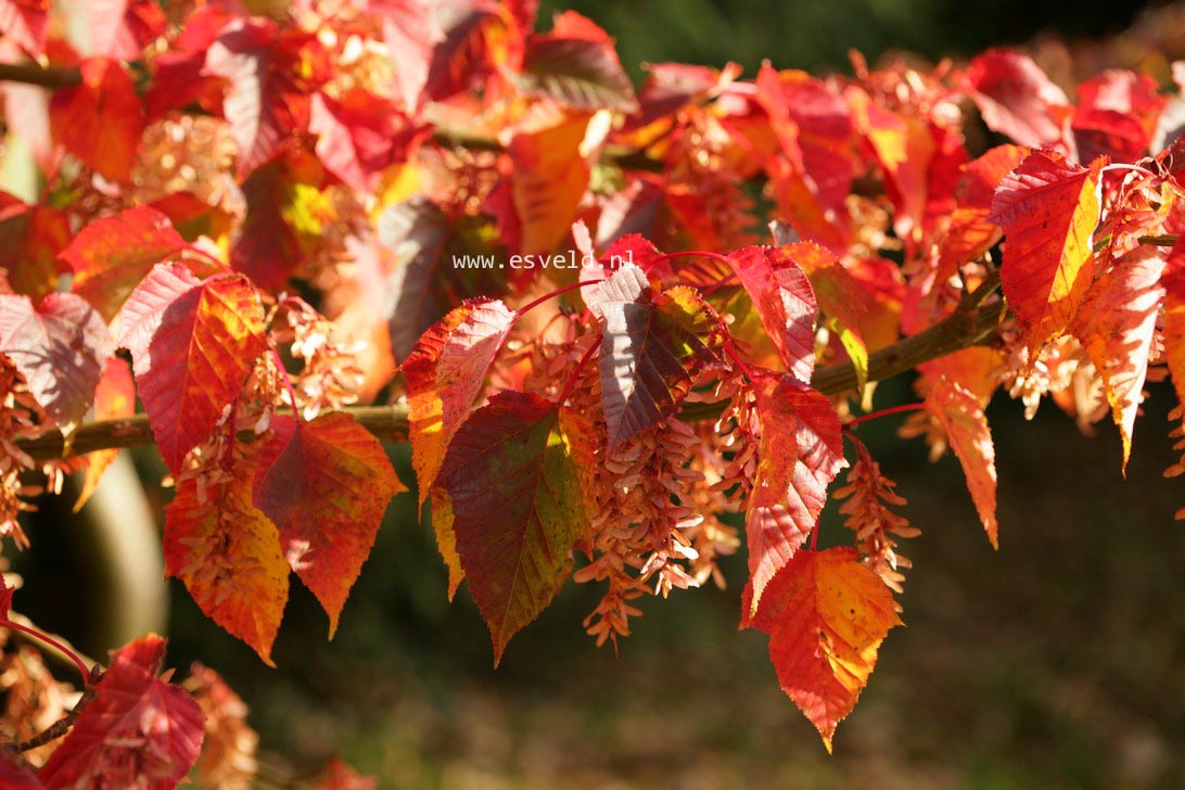 Acer morifolium