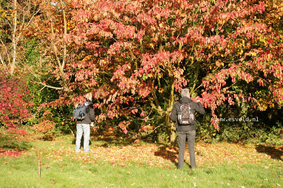 Acer morifolium