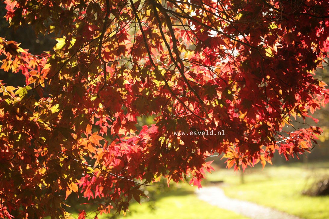 Acer palmatum