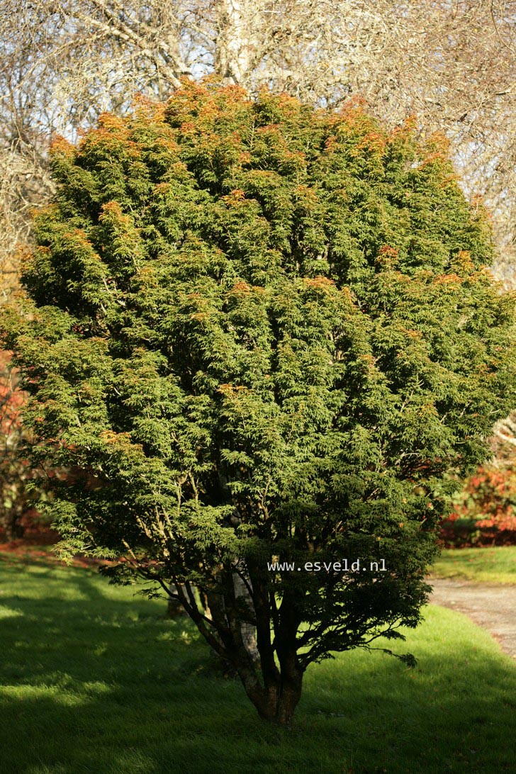 Acer palmatum 'Shishi gashira'