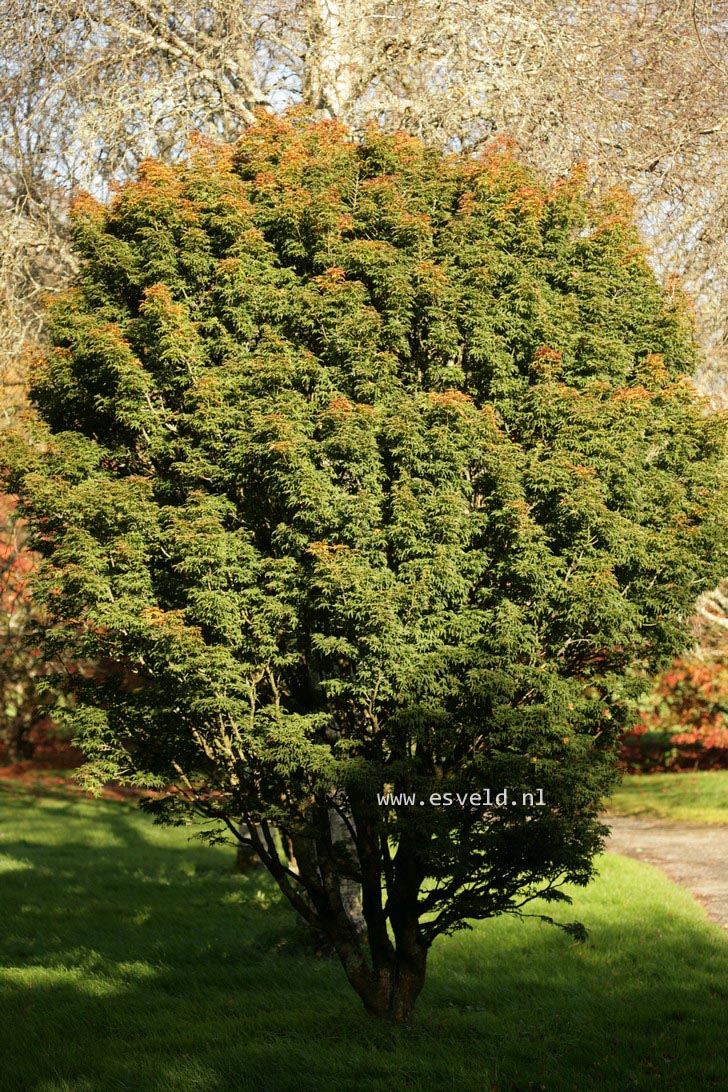 Acer palmatum 'Shishi gashira'