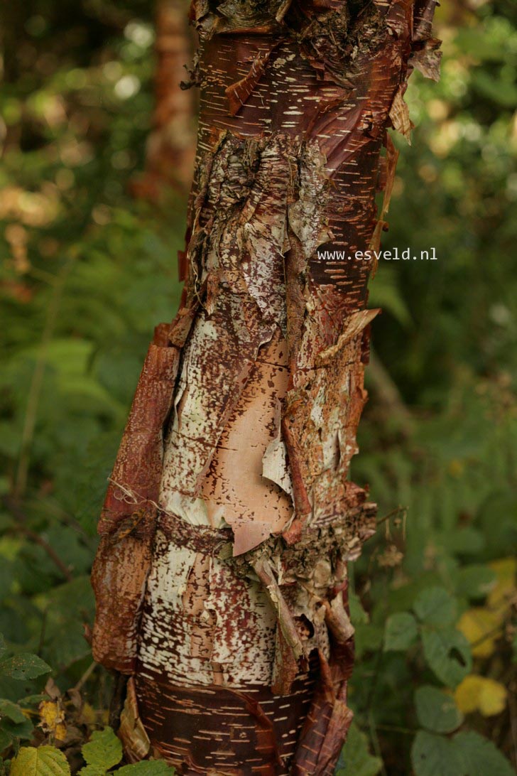 Betula albosinensis