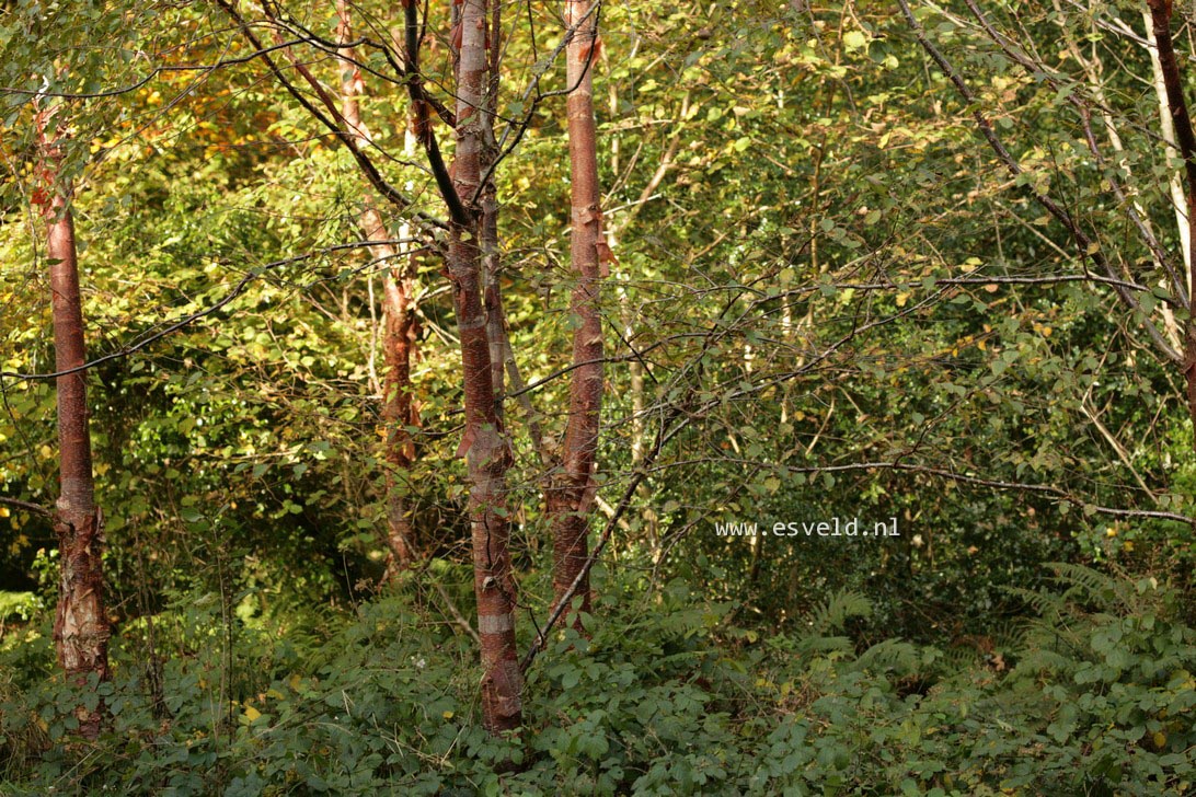 Betula albosinensis