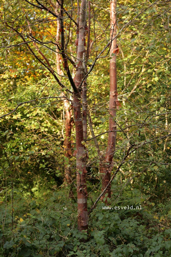 Betula albosinensis