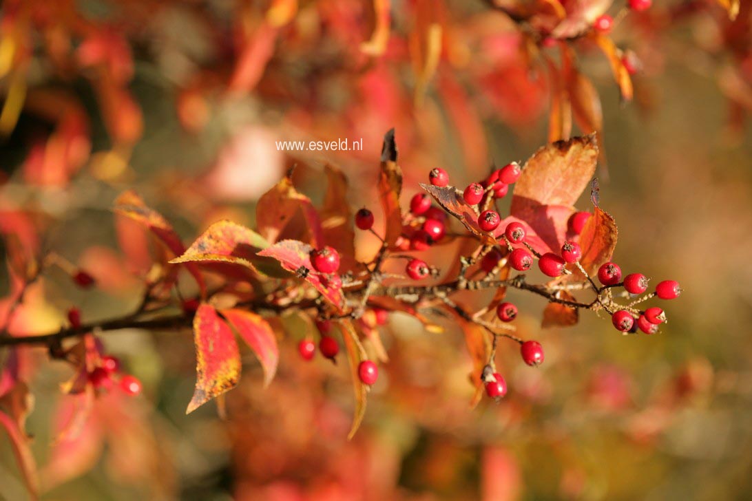 Photinia villosa