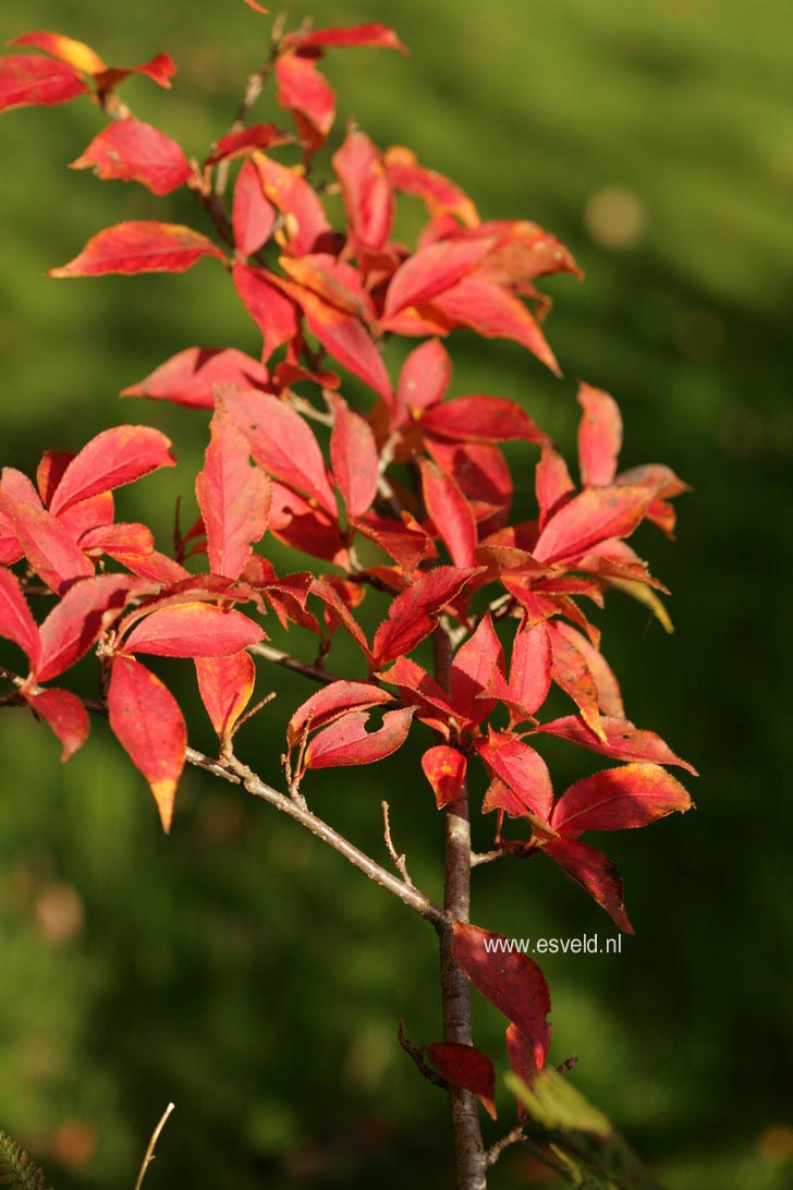 Photinia villosa