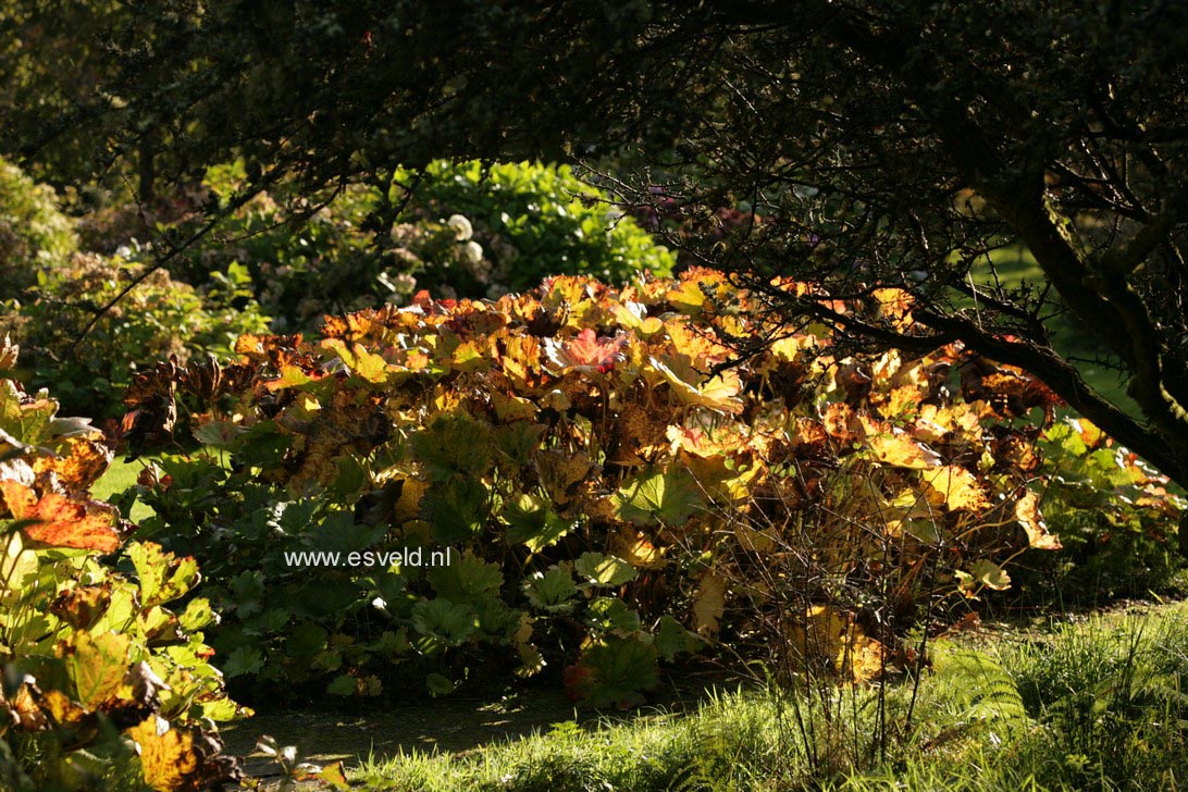 Darmera peltata