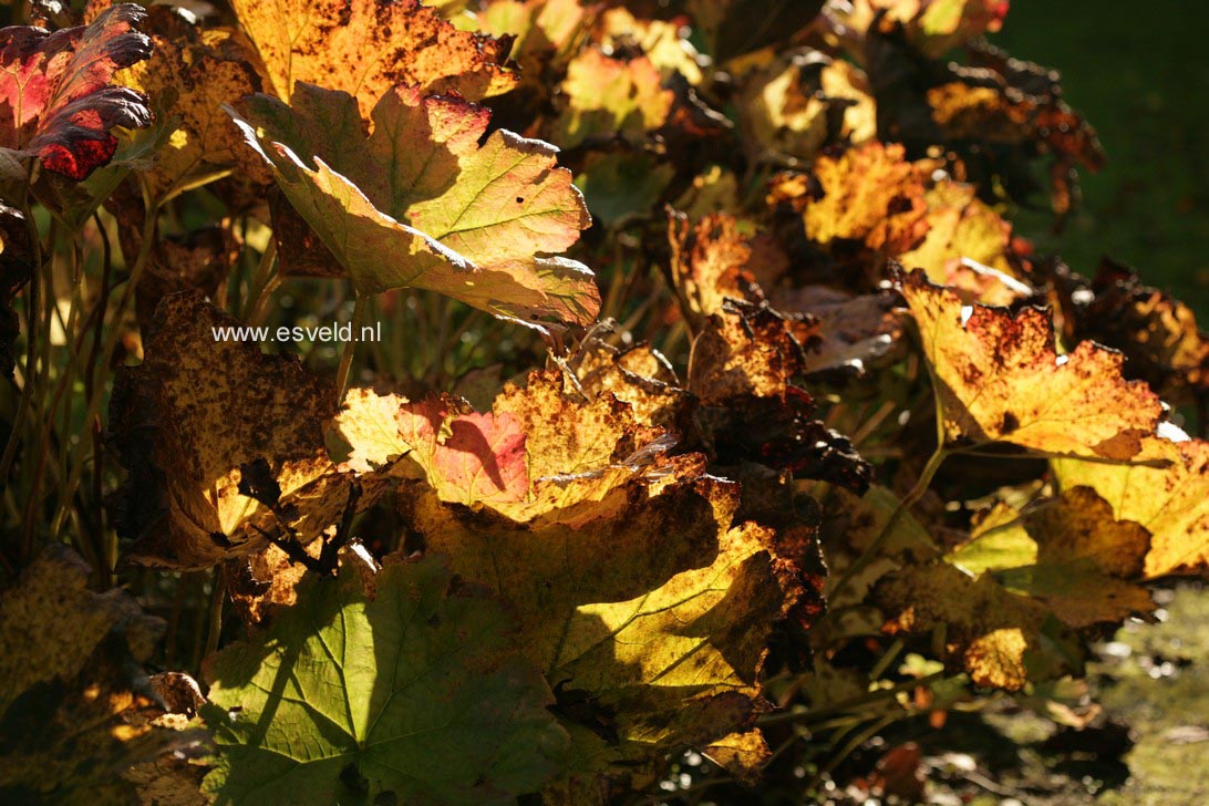 Darmera peltata