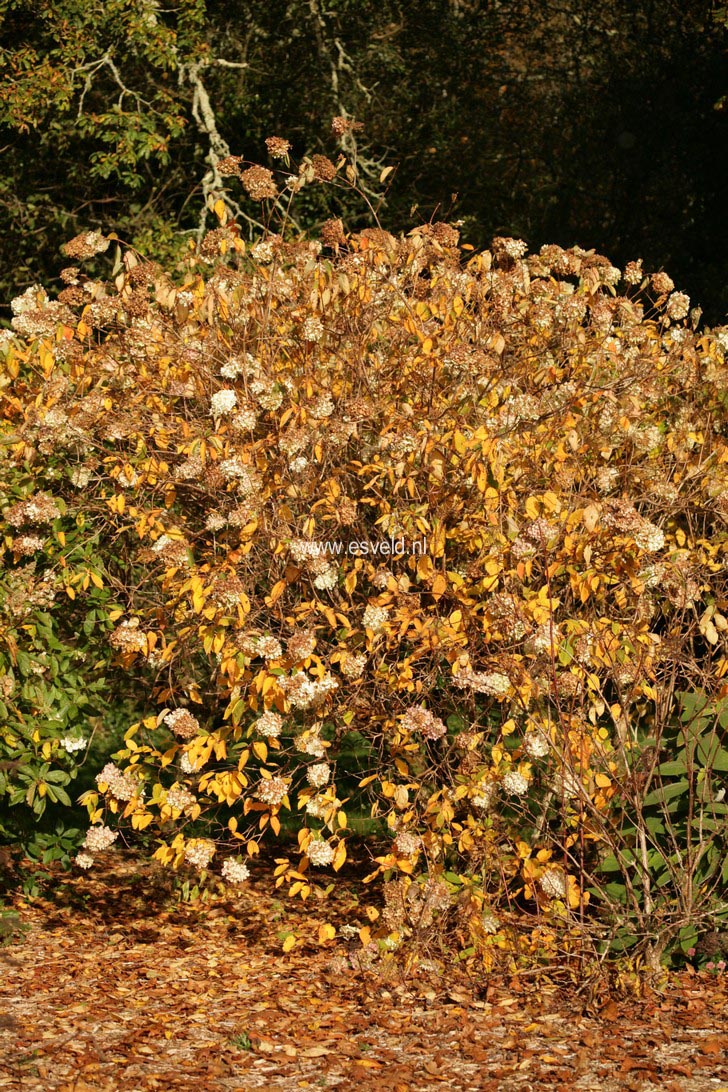 Hydrangea paniculata 'Grandiflora'