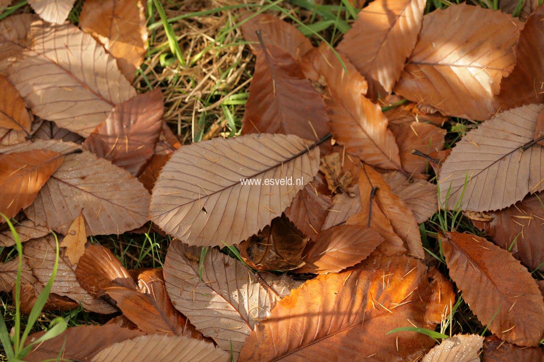 Quercus pontica