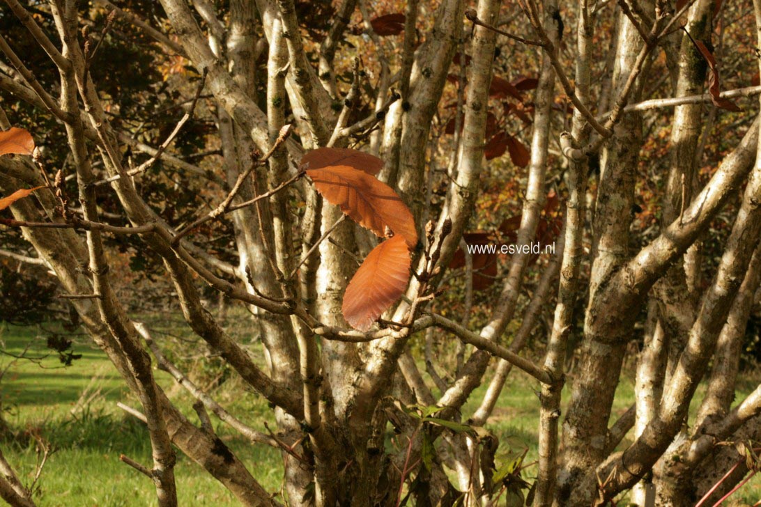 Quercus pontica