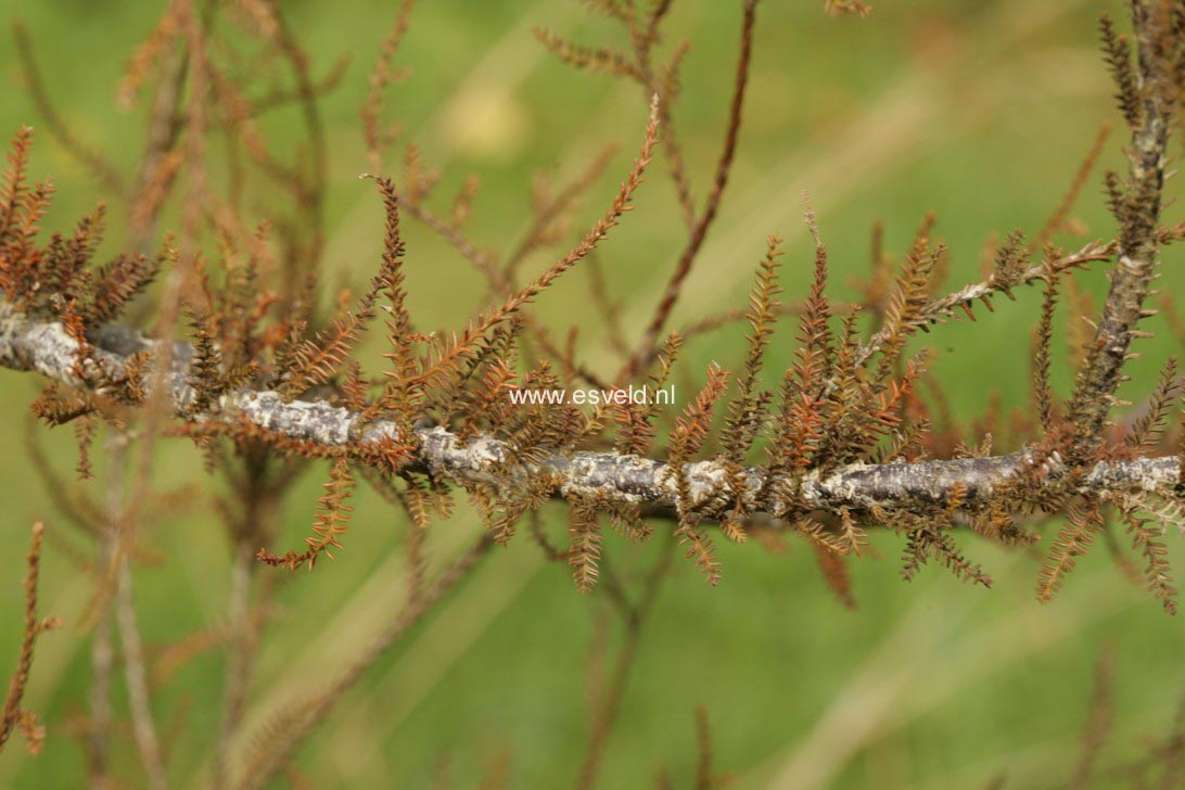 Dacrycarpus dacrydioides